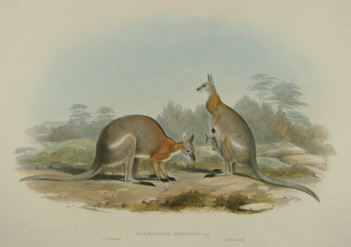 John Gould Macropods